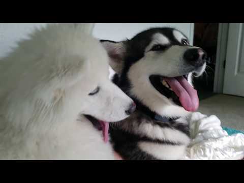 Malamute Hugs His Husky Puppy 🐺❤️❣
