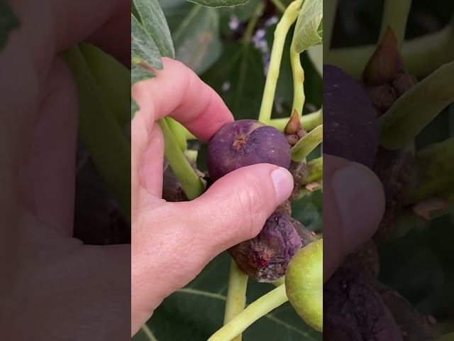 Vídeo relacionado con Manolhigos | Higos secos enteros | Higo seco de Almoharín | 1 kilo/1000 gramos | Fruta desecada | Higos 100% naturales | sin harinas | sin azúcares añadidos | vegano vegetariano celíaco