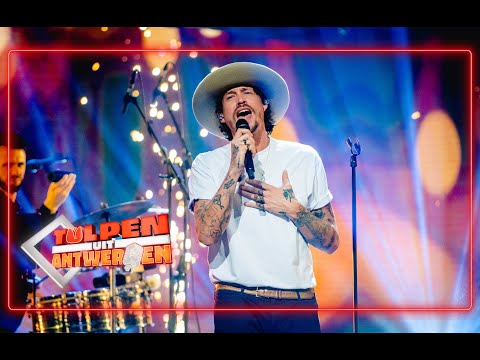 Tulpen uit Antwerpen: Rob Dekay met Goud van Bazart