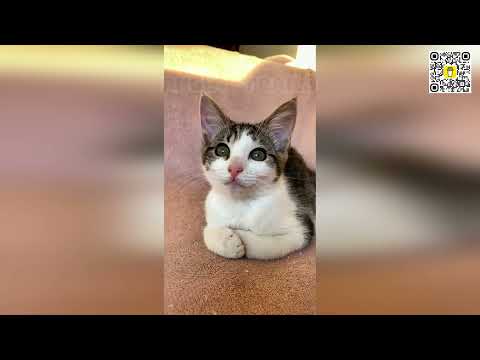 🤪😻 Can Cats Really Be Criminals? Discover Their Purr-fect Heist! 🤪😻