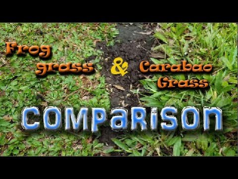 Frog Grass Philippines