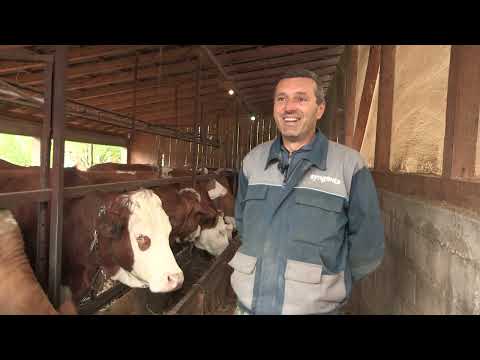 Imamo rešenje ep. 51 11.05.2020. Resavski simentalac, govedarstvo