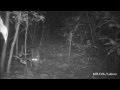 Konsep African Golden Cat Caracal aurata , Video African Golden Cat Eats and Preys paling dicari!