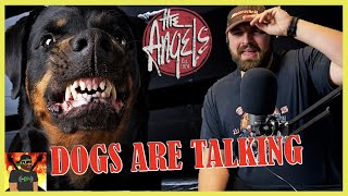 Some Aussie MADNESS!!! | The Angels - Dogs Are Talking | REACTION