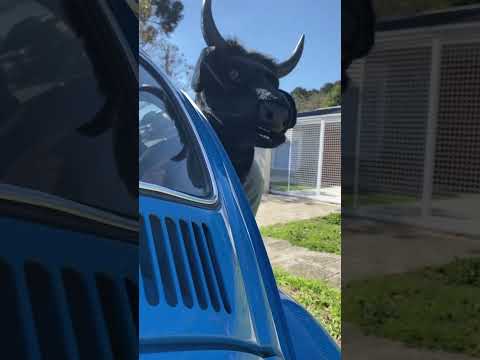 Boi da cara preta roubou o fusca do vovô! E a gente ainda estava dentro!!
