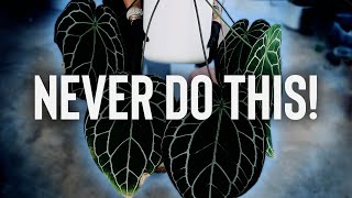 NEVER REPOT A PLANT LIKE THIS!