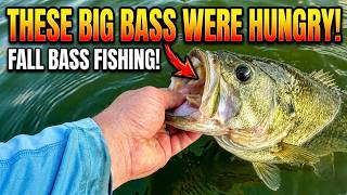 These BIG BASS were Hungry! Fall Bass Fishing!