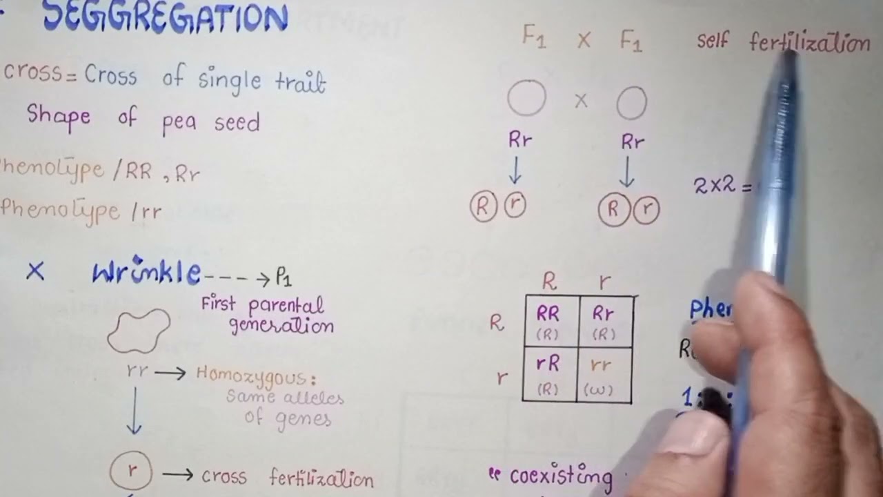 Law Of Segregation | Monohybrid Cross In Urdu Hindi