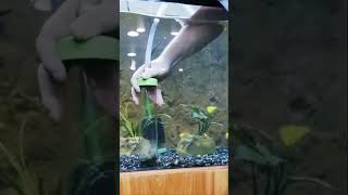 Two tips to clean your aquarium gravel. by Aquarium Co-Op