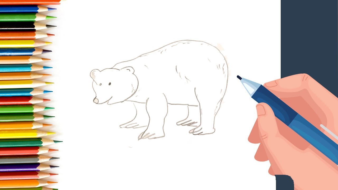 How to draw a Polar Bear