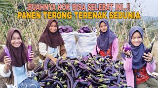 Download lagu BUAHNYA KOK BISA SELEBAT INI..!! PANEN TERONG TERENAK SEDUNIA mp3 Download lagu BUAHNYA KOK BISA SELEBAT INI..!! PANEN TERONG TERENAK SEDUNIA mp3