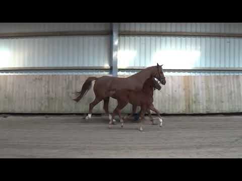 Hengstfohlen 2020 - Vitalis x Fabriano