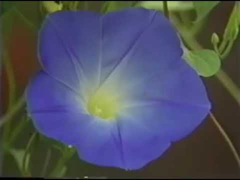 Pov thoj  - nyob leeg sab ntuj