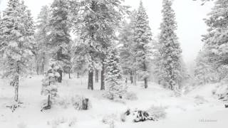 Winter wonderland in 4K resolution.