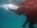 Diving with the swimming elephant Rajan