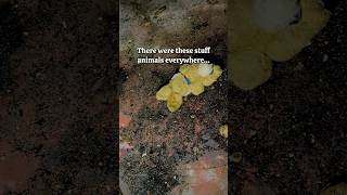 Download lagu Creepy Abandoned House Basement mp3 Download lagu Creepy Abandoned House Basement mp3