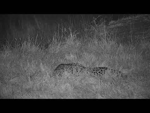 Djuma: Hosana sleeping as the dark early morning carries on-Pt:1 - 02:14 - 05/31/19