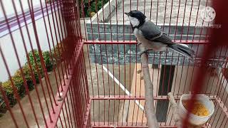 Download lagu SUARA BURUNG GELATIK BETINA mp3