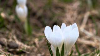 David Garrett - Somewhere