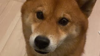 ＴＢＳ報道特集からの質問には本日１８時からの国民会見で全て正直に回答します！