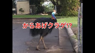【オーストラリア生活＃1】家族の会話からあげ・クラゲ【爆笑早口言葉】／KARAAGE・KURAGE【Crack up！Tongue twister】
