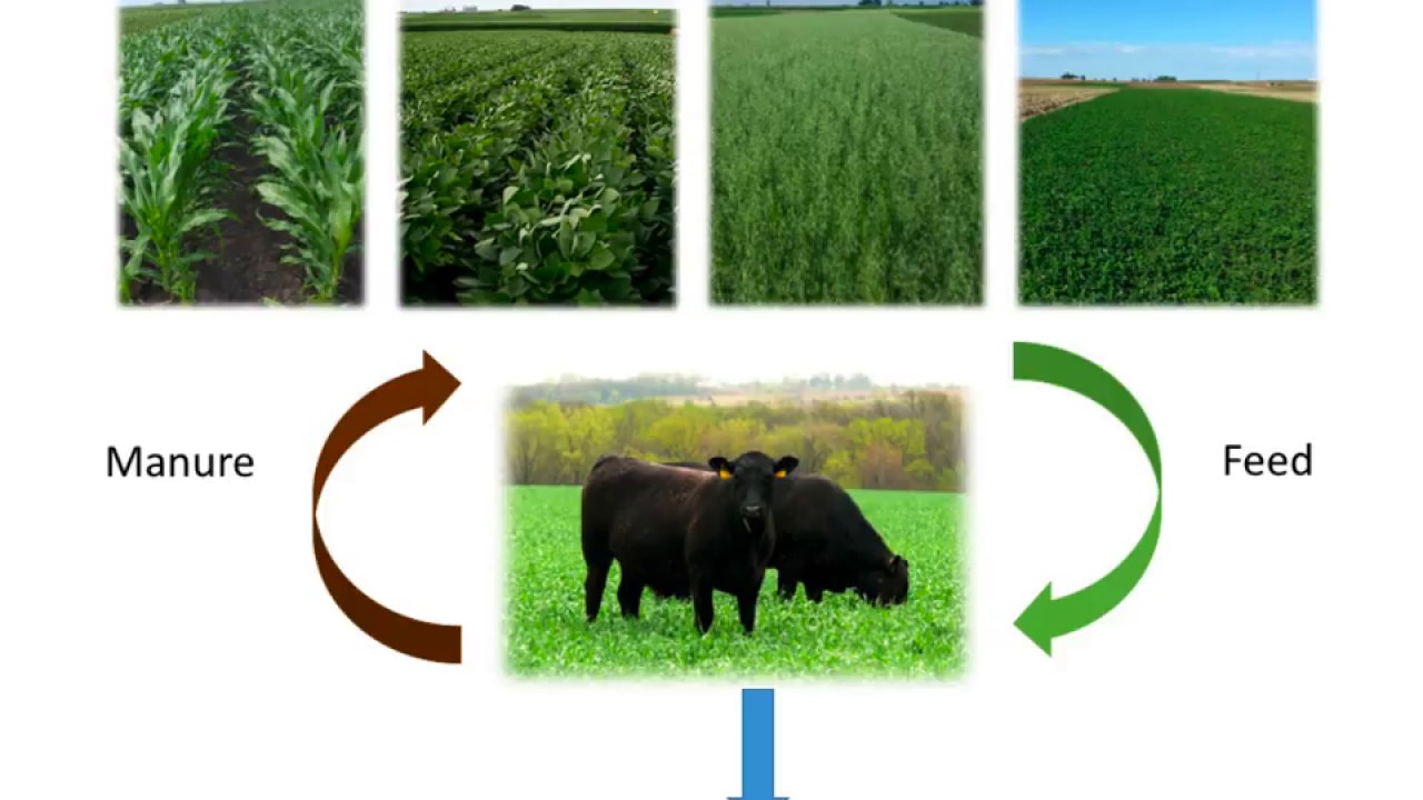 Economics of Integrated Crop-Livestock Systems