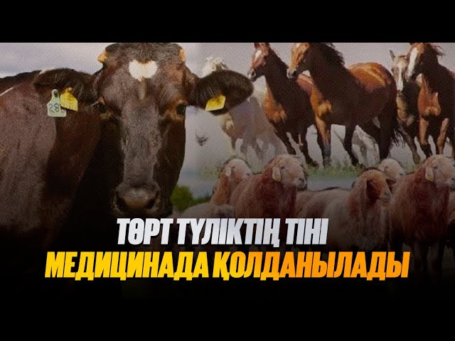 Төрт түліктің тіні медицинада қолданылады