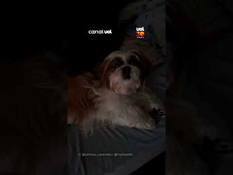 Shih Tzu se irrita ao ser descoberto tentando roubar lugar da tutora na cama