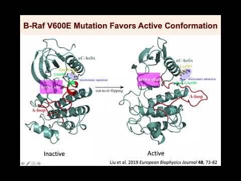 Prof. Daniela Fera - Allosteric Site Critical for B-Raf/MEK Kinase Interaction