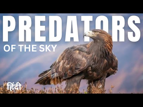 Predators of the Sky: Birds of Prey | Animal Planet in Hindi