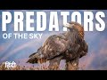 Predators Of The Sky Birds Of Prey Animal Planet In Hindi