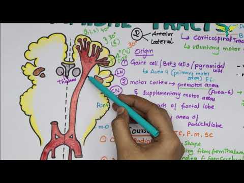 Corticospinal tracts/ Pyramidal Tracts Pathway |Neurophysiology| Super Easy Explanation