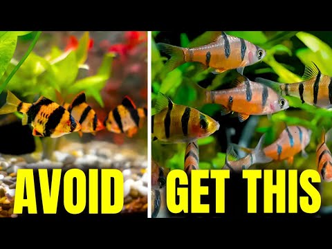 Aquarium Fish To AVOID (And What To Get Instead)