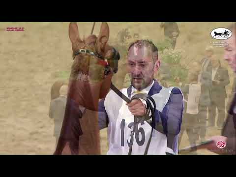 N 136 MENOUAH ALBASHA   Doha International Arabian Horse Show 2023   Fillies 3 Years Old Class 3A