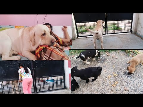 Sondesh Ko Naya Dost Mil gaya ❤️🥰#vlog#hindivlog#dogvideo