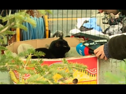 Marko Dolas i "intervju" sa macom Marom - DJS - (TV Happy 31.12.2018)