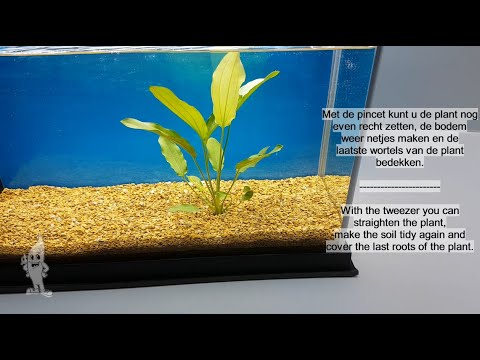 Aquaplantsonline - How to... Rozetplant behandeling/Rosette plant treatment 1 (NL/EN)