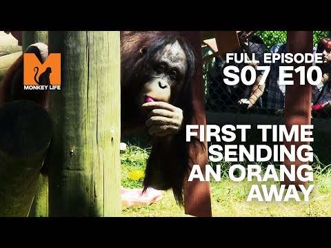 First Time Sending Away An Orang-utan | Season 7 Episode 10 | Full Episode | Monkey Life