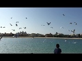 Feeding A Flock Of Seagulls At Palm Jumeirah Beach