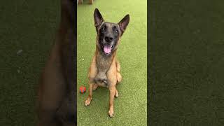 Video preview image #1 Mutt Puppy For Sale in Stevens Point, WI, USA