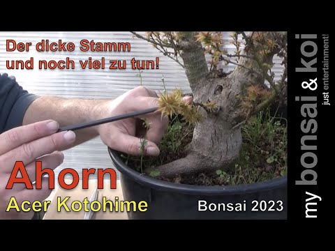 Bonsai 2023-62 - Ahorn - Acer Kotohime - Ein dicker Stamm und noch ganz viel zu tun!