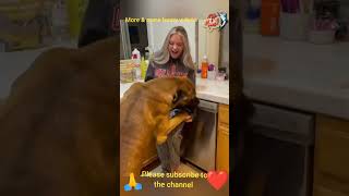Just for laugh .. Funny Animal Videos Funniest dogs . camel  .frog .and cat .Best Animals Videos😂 😺😍