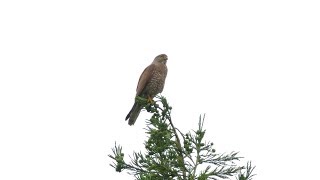 国境を超えたサシバの保護 inフィリピン