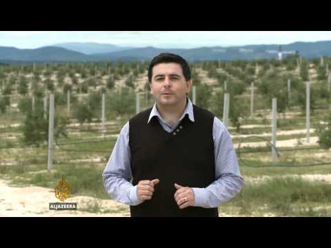 Uspon maslinarstva u Hercegovini - Al Jazeera Balkans