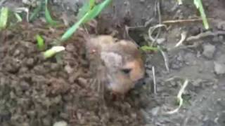 Brave gopher gets eaten