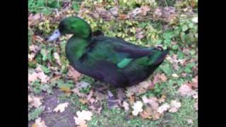 CRAZY DUCK - I Want A New Duck &quot;Weird Al&quot; Yankovic