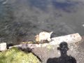 Raych S Dog Amber Swimming 3 MP4