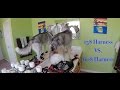 15 Vs 60 Dog Harness Review Siberian Husky Gopro