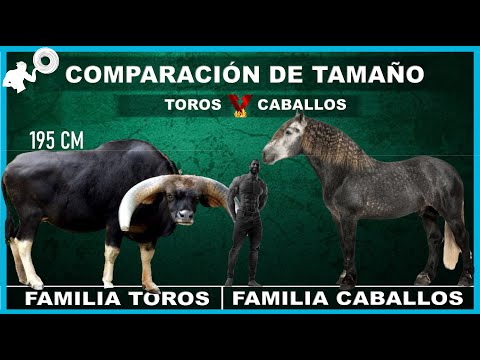 , title : '🐮 TOROS vs CABALLOS 🐴 COMPARACIÓN de Tamaño De Especies'
