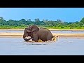 Elephant Swings Crocodile Biting Its Tail